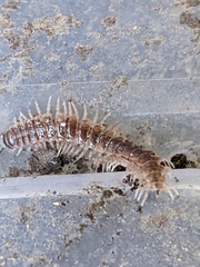 Pseudopolydesmus