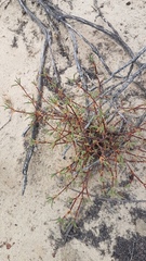 Lampranthus spiniformis