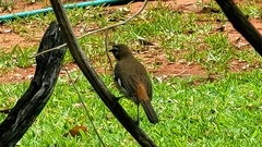 Cercotrichas quadrivirgata