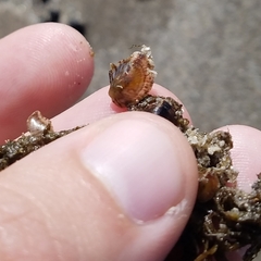 Pinctada imbricata