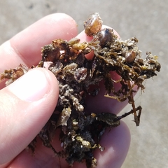 Pinctada imbricata
