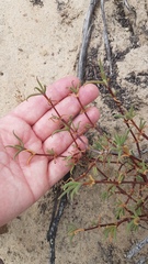 Lampranthus spiniformis