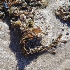 Pinctada imbricata