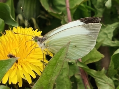 Leptophobia aripa