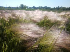 Hordeum jubatum