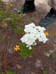 Stevia serrata