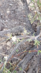 Drosanthemum calycinum
