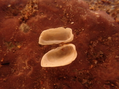 Hiatella arctica