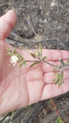 Drosanthemum calycinum