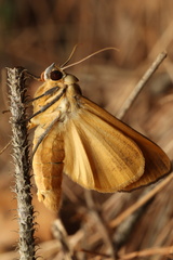 Ophiusa tirhaca