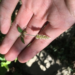 Ouret sanguinolenta