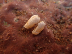 Hiatella arctica