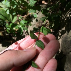 Ouret sanguinolenta