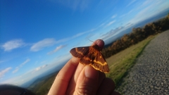 Lemonia dumi