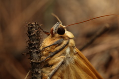 Ophiusa tirhaca