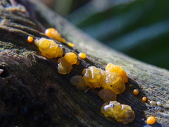 Dacrymyces stillatus