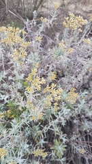 Helichrysum revolutum