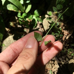 Ouret sanguinolenta