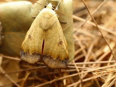 Ophiusa tirhaca