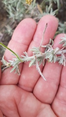 Helichrysum revolutum