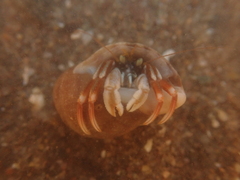 Pagurus acadianus