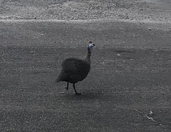 Numida meleagris coronatus