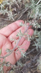 Helichrysum revolutum