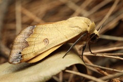 Ophiusa tirhaca