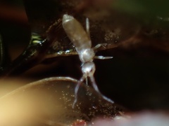Tomoceridae