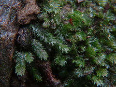 Fissidens taxifolius