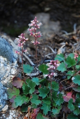 Heuchera parishii