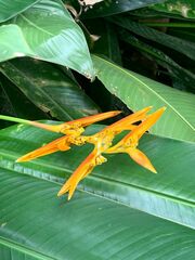 Heliconia