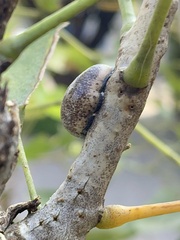 Coccoidea