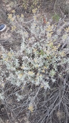 Helichrysum revolutum