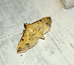Margaroniini