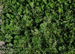 Reseda phyteuma