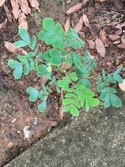 Pseudosamanea guachapele