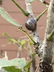 Coccoidea