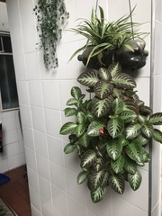 Episcia