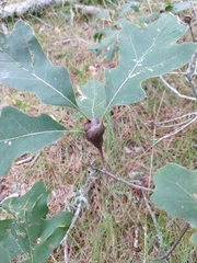 Zapatella quercusphellos