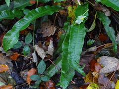 Asplenium scolopendrium scolopendrium