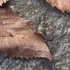 Cheiracanthium mildei