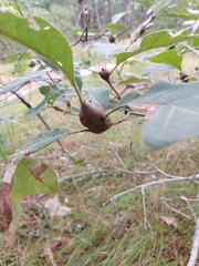 Zapatella quercusphellos