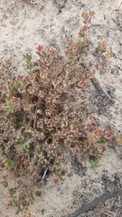 Drosanthemum hispifolium