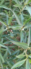 Myoporum