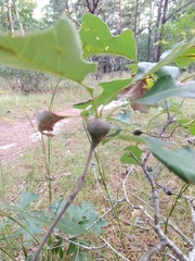 Zapatella quercusphellos