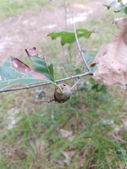 Zapatella quercusphellos