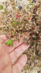Drosanthemum hispifolium