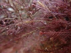 Corallina officinalis