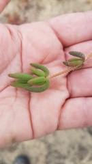 Drosanthemum hispifolium